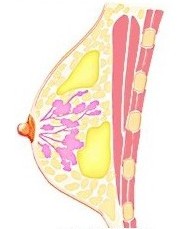 ����֬����ֲ��