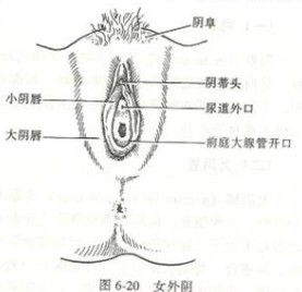 ޸